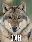 Odin