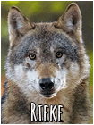 Rieke