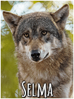 Selma