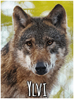 Ylvi